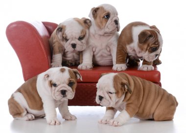 Çöp bulldog Puppies