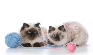 oynayan iki yavru kedi