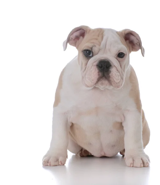 Şirin bulldog yavrusu — Stok fotoğraf