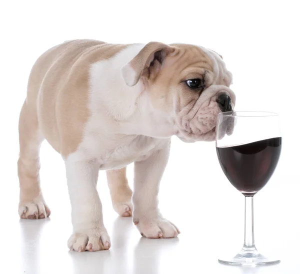 Cachorro prestes a derramar vinho — Fotografia de Stock