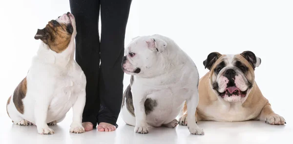 Perro obediente y dueño — Foto de Stock