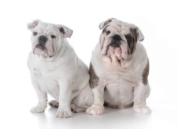 Vader en zoon bulldogs — Stockfoto