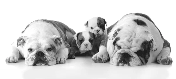 Familia de perros con cachorros — Foto de Stock