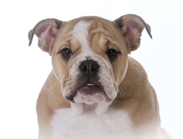 Bulldog pup portret — Stockfoto