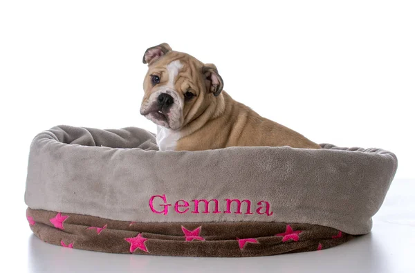 Bulldog sitting in dog bed — Stock Photo, Image