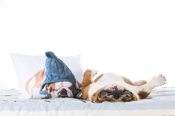 Hund schläft im Bett — Stockfoto