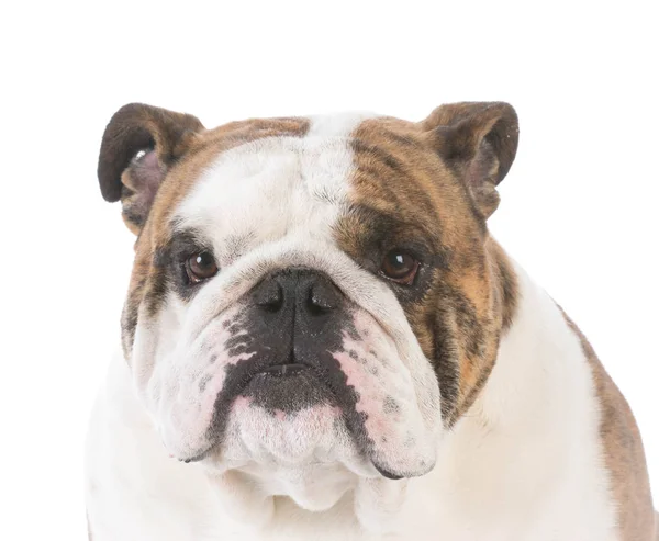 Bulldog inglés masculino — Foto de Stock