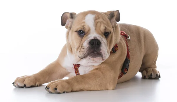 Bulldog pup harnas dragen — Stockfoto