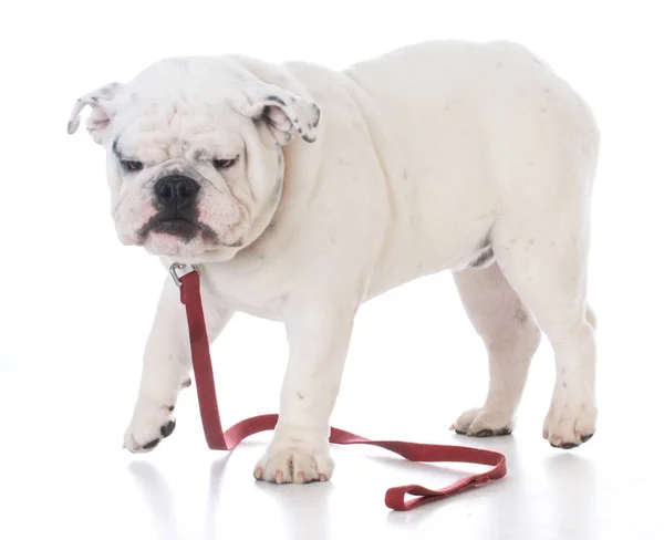 Perro con correa roja —  Fotos de Stock