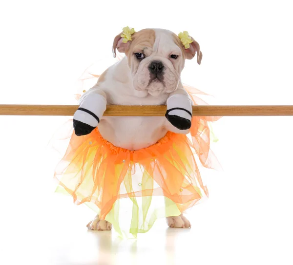 Ballet dancing dog — Stock Photo, Image