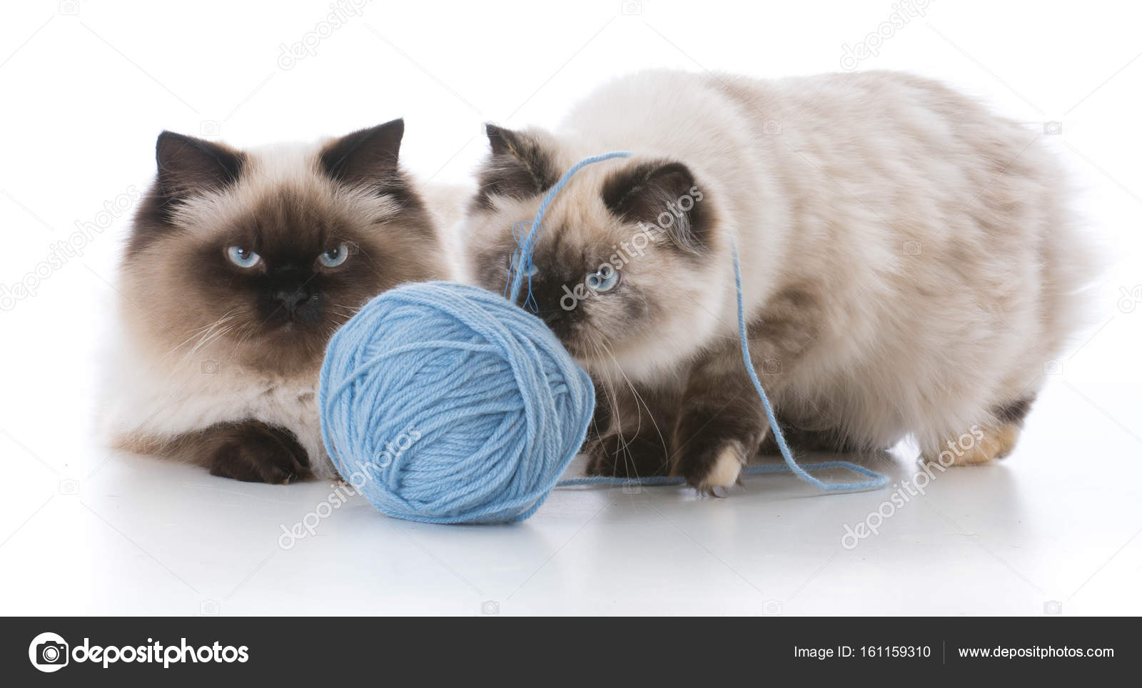 Ragdoll Cat Stok Foto Ragdoll Cat Gambar Bebas Royalti Depositphotos