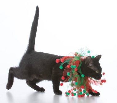 zwarte christmas kitten