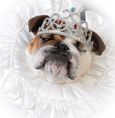 şımarık dişi köpek