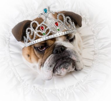 şımarık dişi köpek