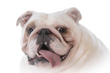 köpek dışarı nefes nefese dil ile