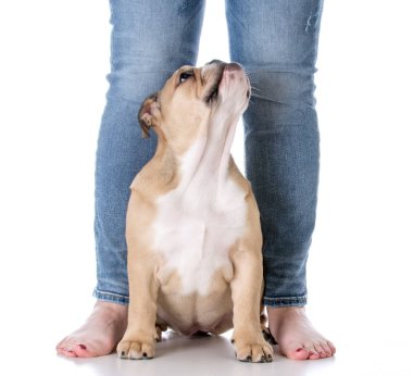 köpek ile sahibi oturuyor