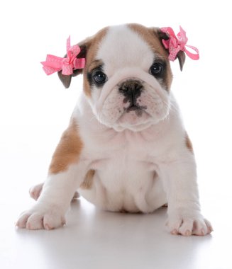 sevimli kadın köpek