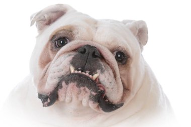 köpek dışarı nefes nefese dil ile