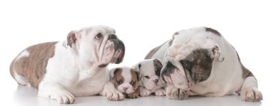 Bulldog aile kukla ile