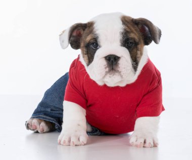 sevimli köpek giyim