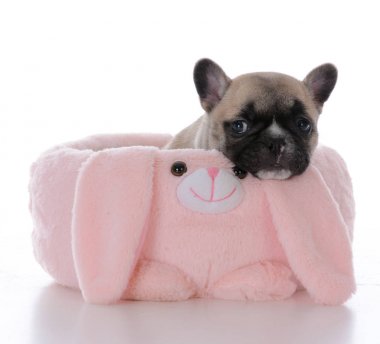 Fransız bulldog köpeği.