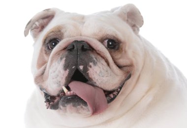 köpek dışarı nefes nefese dil ile
