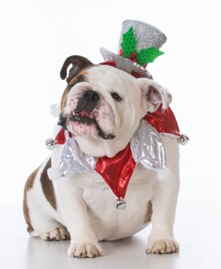 Noel için giyinmiş köpek