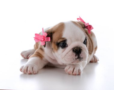 sevimli kadın köpek