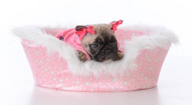 yavru bir köpek yatakta