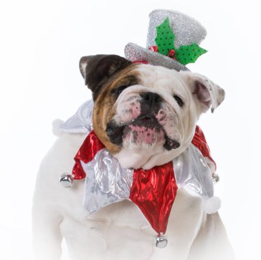 Noel için giyinmiş köpek