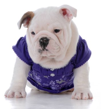 Kadın bulldog köpek yavrusu