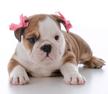 sevimli kadın köpek