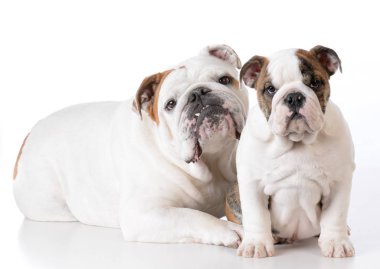 Yetişkin ve köpek yavrusu bulldog