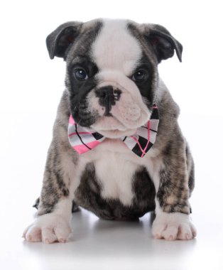 sevimli erkek köpek