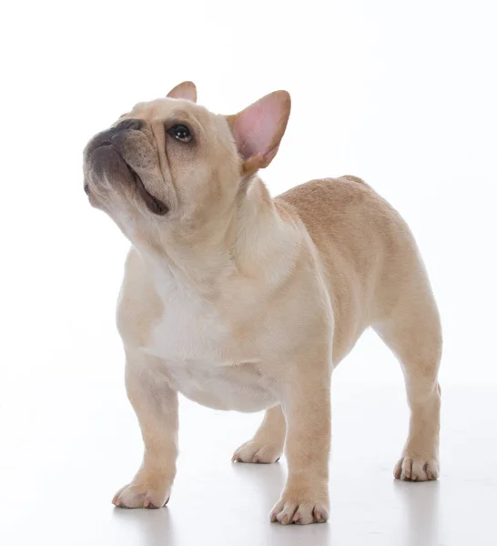 Male french bulldog — Stok fotoğraf