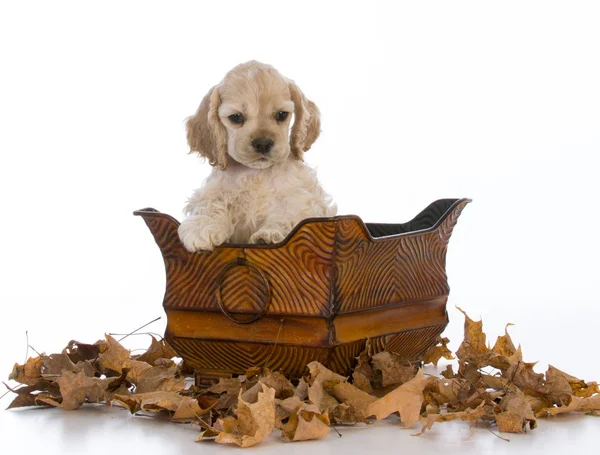 Cocker spaniel puppy — Stock Photo, Image