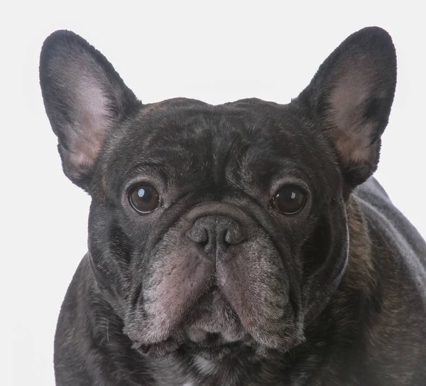 Brindle ranskalainen bulldoggi — kuvapankkivalokuva