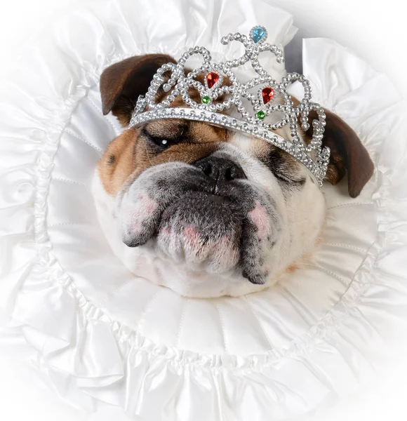 Spoiled female dog — Stock Photo, Image