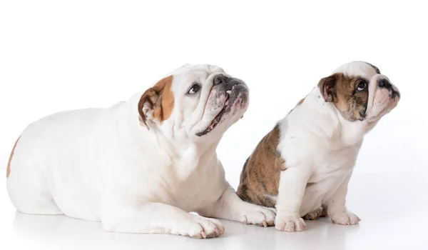Bulldog adulto e cucciolo — Foto Stock