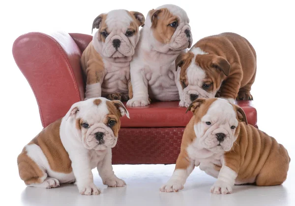 Litter of bulldog puppies — Stock Photo, Image