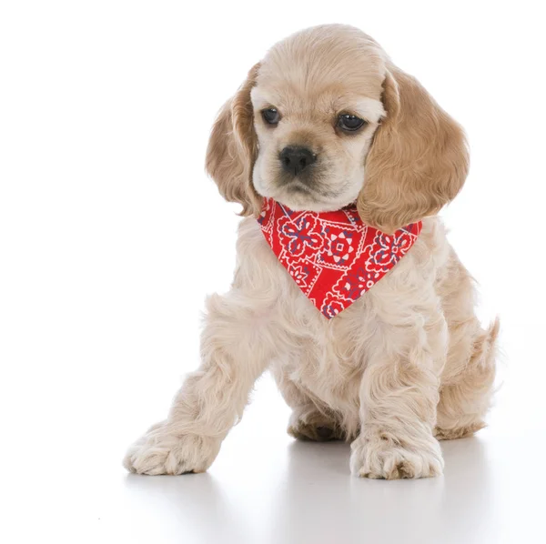 Cocker spaniel puppy — Stock Photo, Image