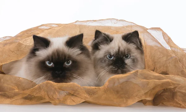 Две кошки-рэгдолл — стоковое фото