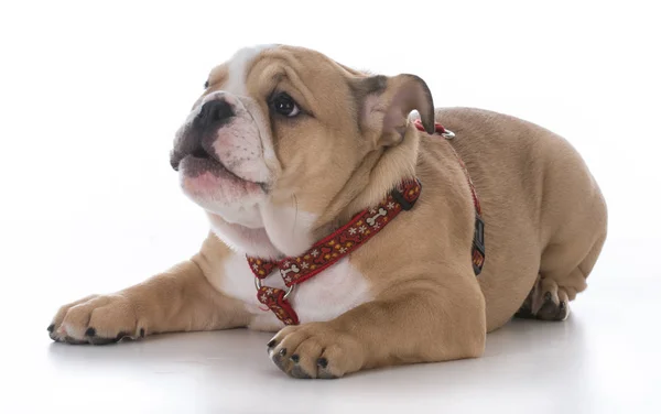 Bulldog cachorro usando arnés — Foto de Stock