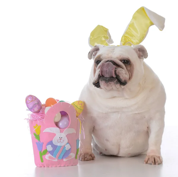 Hond verkleed voor Pasen — Stockfoto