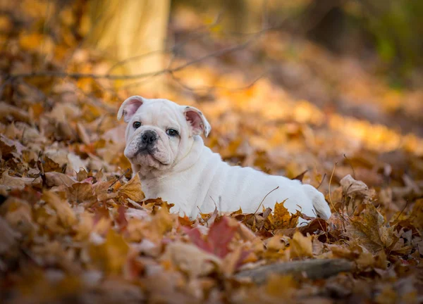 Sonbaharda dışında oynarken köpek yavrusu — Stok fotoğraf