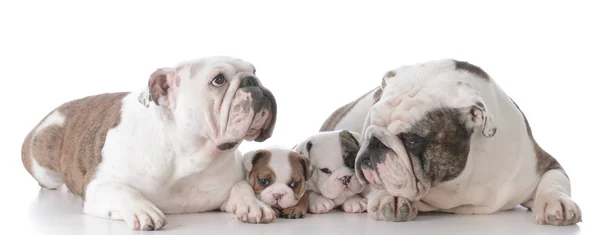 Bulldog familj med valpar — Stockfoto