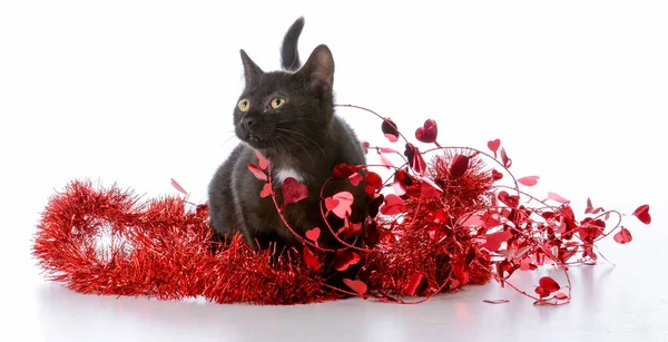 Chaton de Noël — Photo