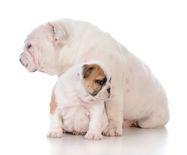 Mother and son dogs — Stock Photo, Image