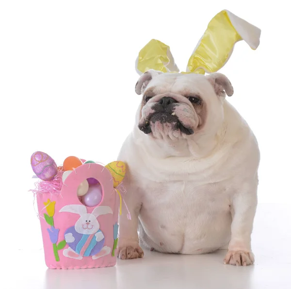 Собака, одягнений на Великдень — стокове фото