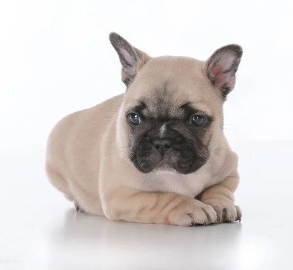 Cute french bulldog puppy — Stock Photo, Image